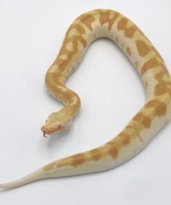 Baby Sumatran Blood Python