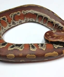 Sumatran Blood Python