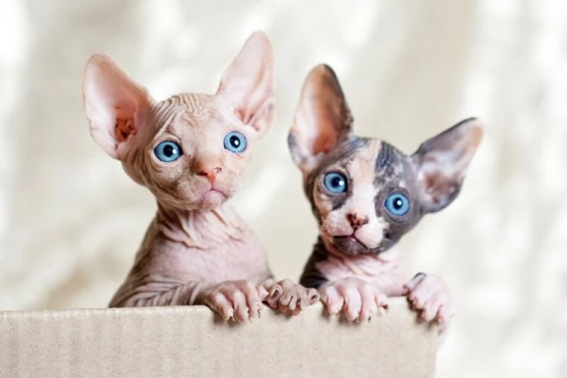 Sphynx Kittens for Sale in Illinois: Breeders List 2024 - Catster