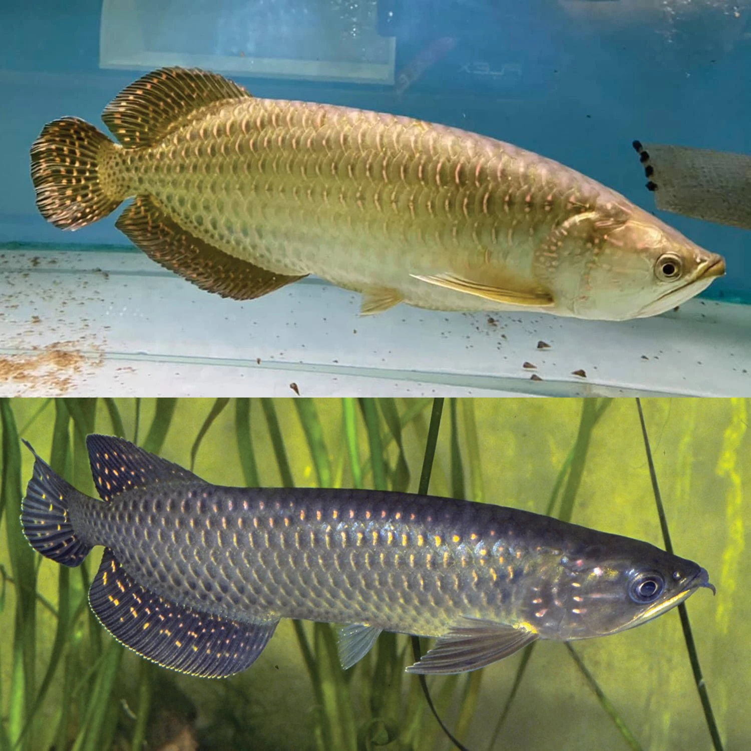 Saratoga Jardini "Australian Arowana" 6-8cm - Aquarium Central