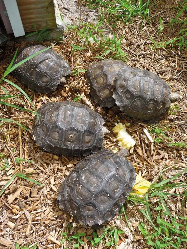 Burmese Brown Mountain Tortoise for sale