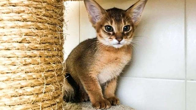 Chausie buy in Moscow - worldwide delivery of kittens